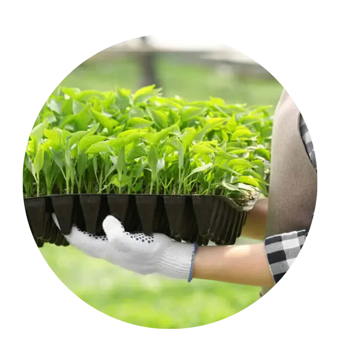 صواني بذور بلاستيكية